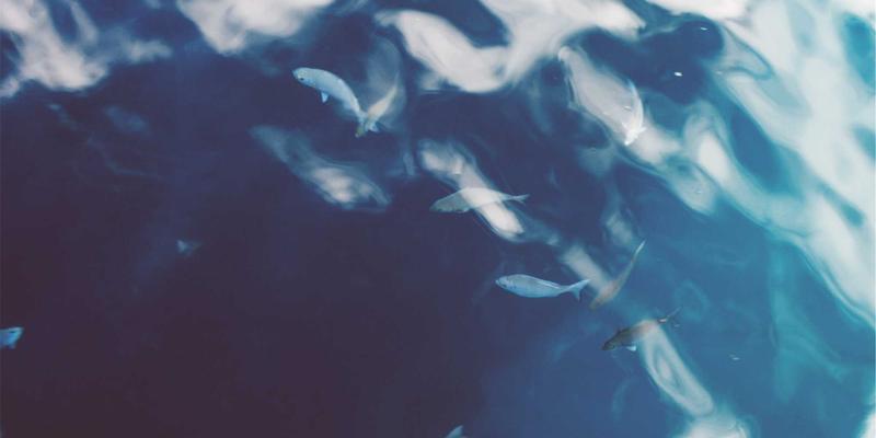 烟台阳光:从苹果着色到绿色能源的双重革命